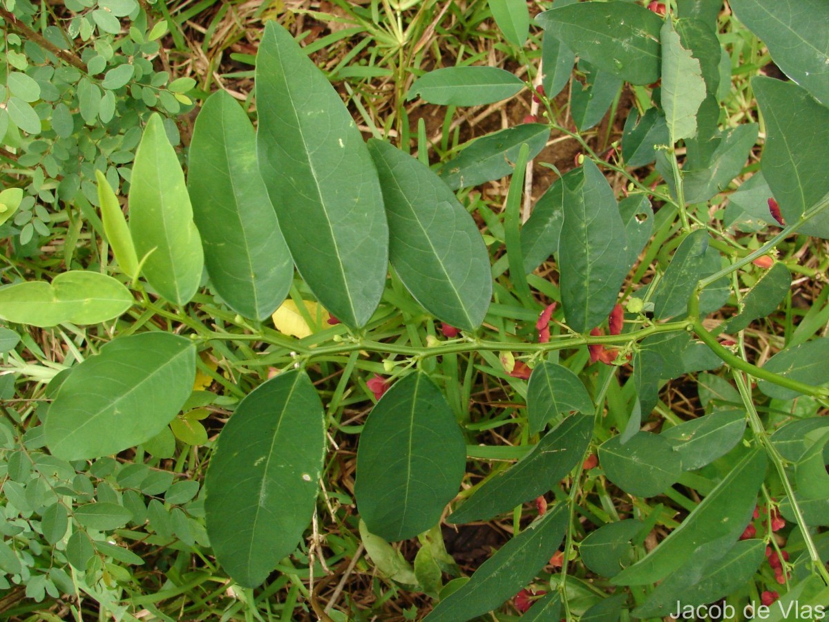 Phyllanthus androgynus (L.) Chakrab. & N.P.Balakr.
